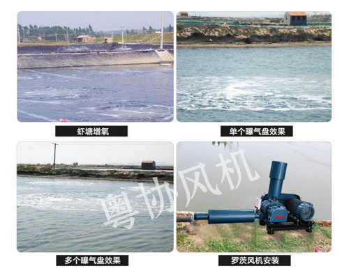 養(yǎng)殖羅茨風(fēng)機(jī)廠家 養(yǎng)殖羅茨風(fēng)機(jī)廠家